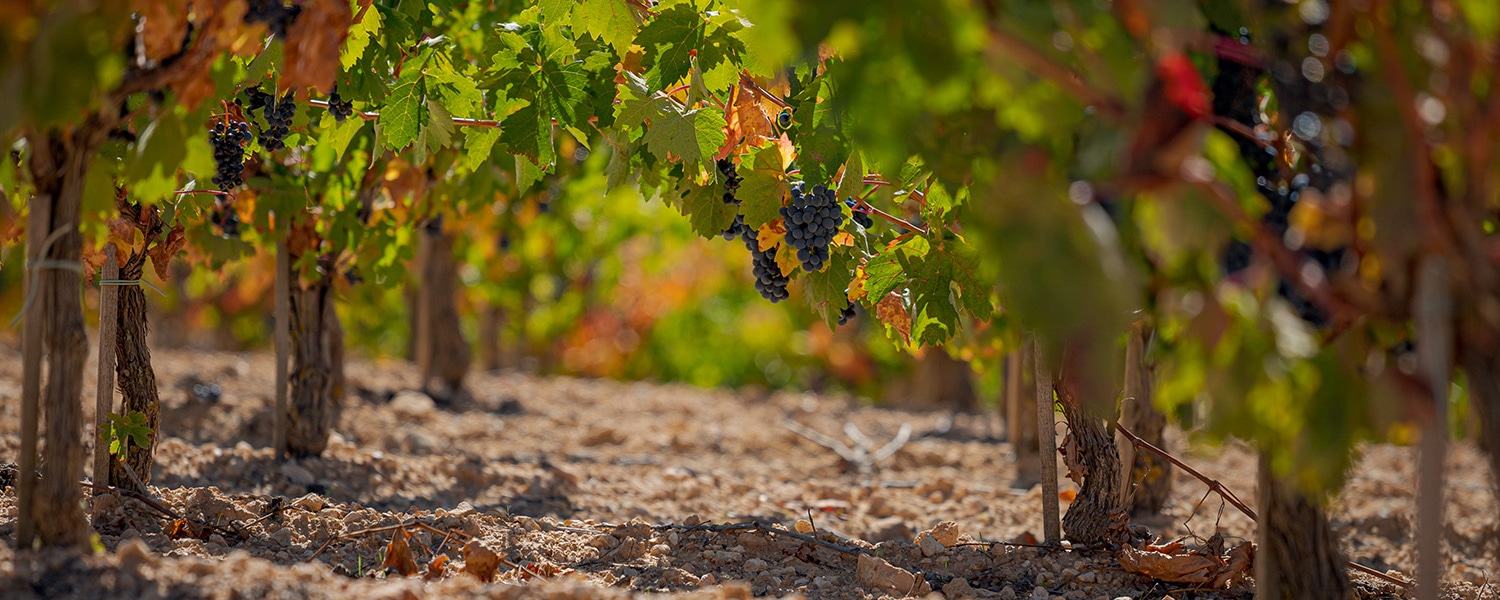 Bodegas resalte pe afiel ribera de duero vinos de calidad