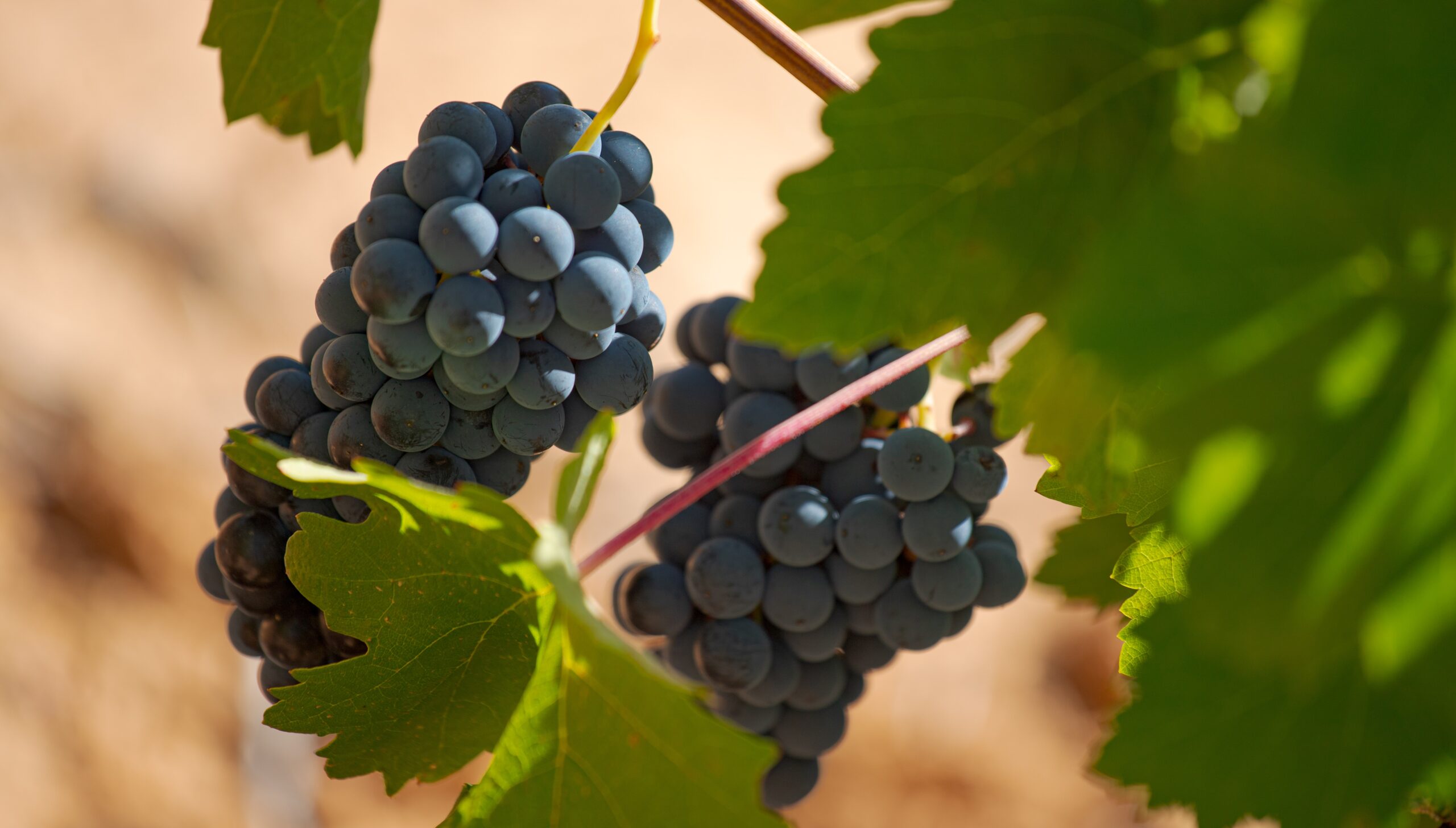 Veraison, blooming and fruit setting: phenological stages of the vine